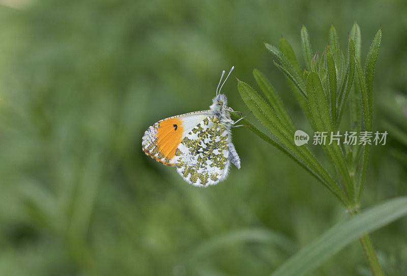 桔头蝴蝶(Anthocharis cardamines)